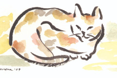 calico_-Mona-Iannaccone